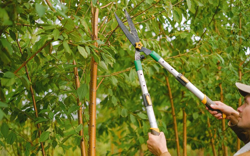 Tree trimming in Shipshewana, IN